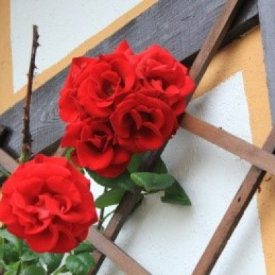 rose on trellis